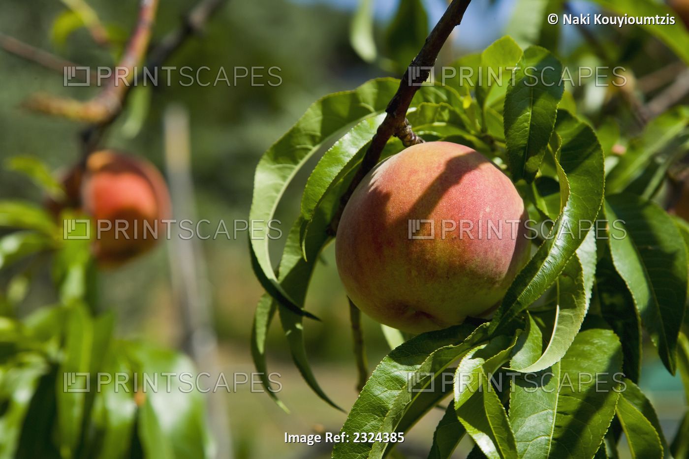 Greece, Halkidiki, Peaches ripening in sunshine; Sithonia