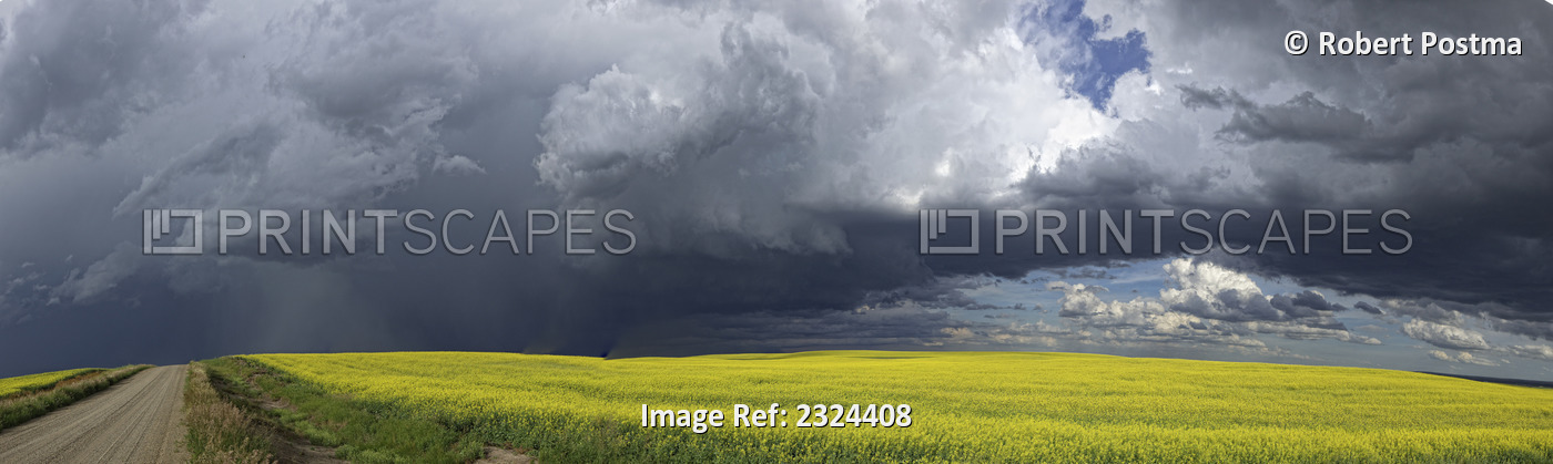 Panoramic Of Storm Clouds Gather Over A Sunlit Canola Field And Country Road; ...