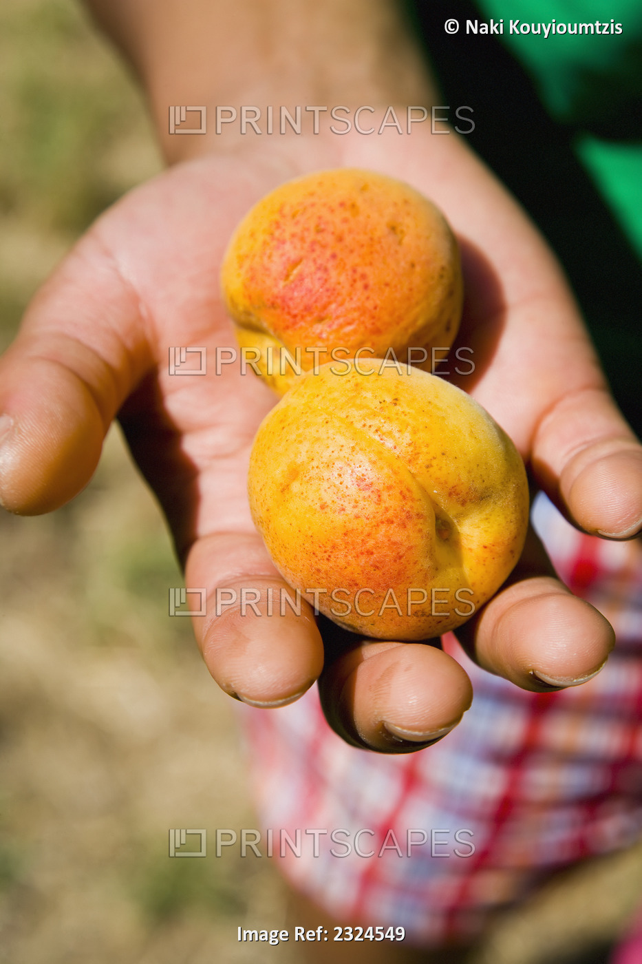 Greece, Halkidiki, Woman's hand holding juicy sun ripened apricots; Sikia