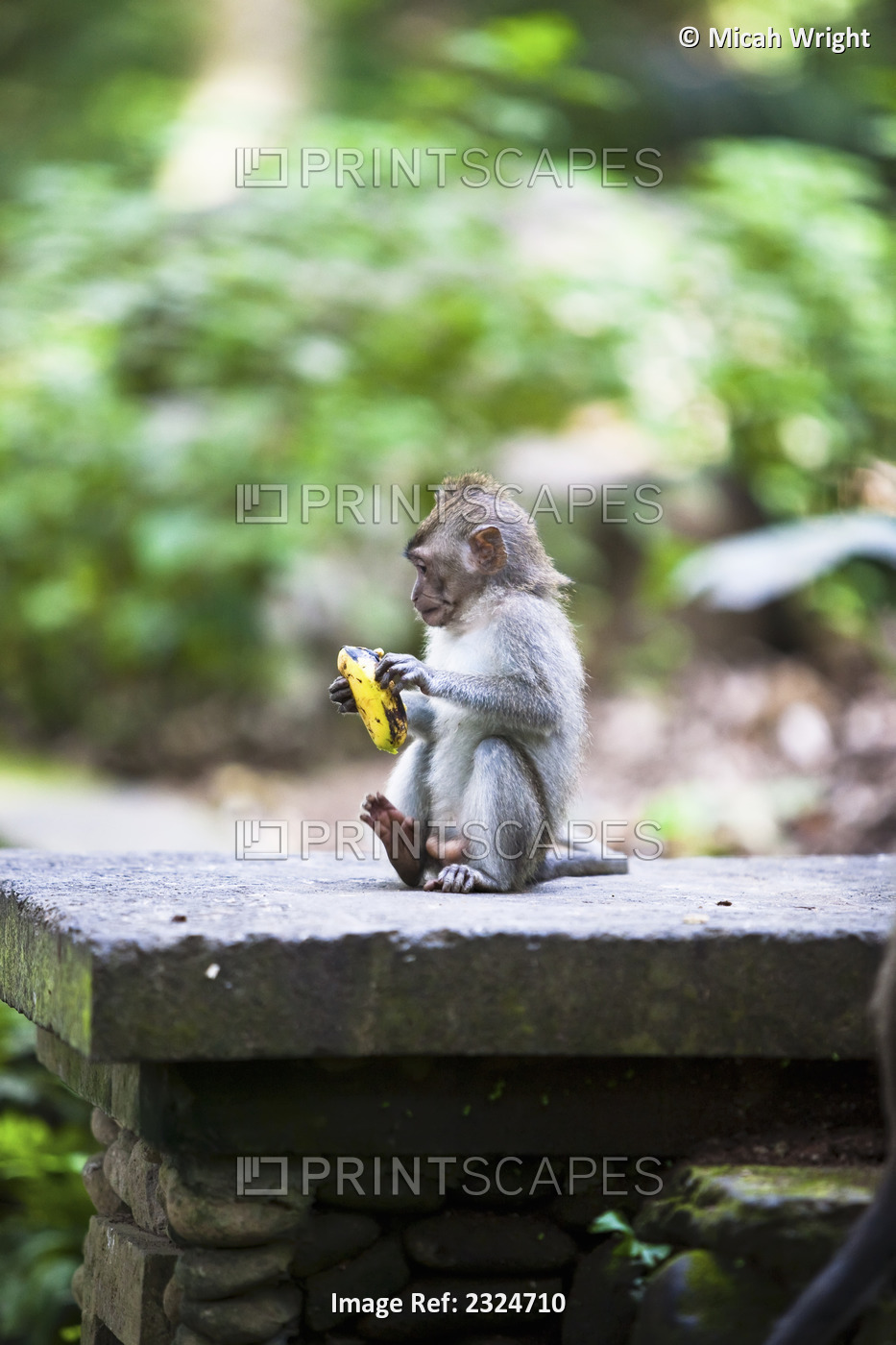 Monkey Peeling A Banana In Sacred Monkey Forest, Ubud, Bali, Indonesia