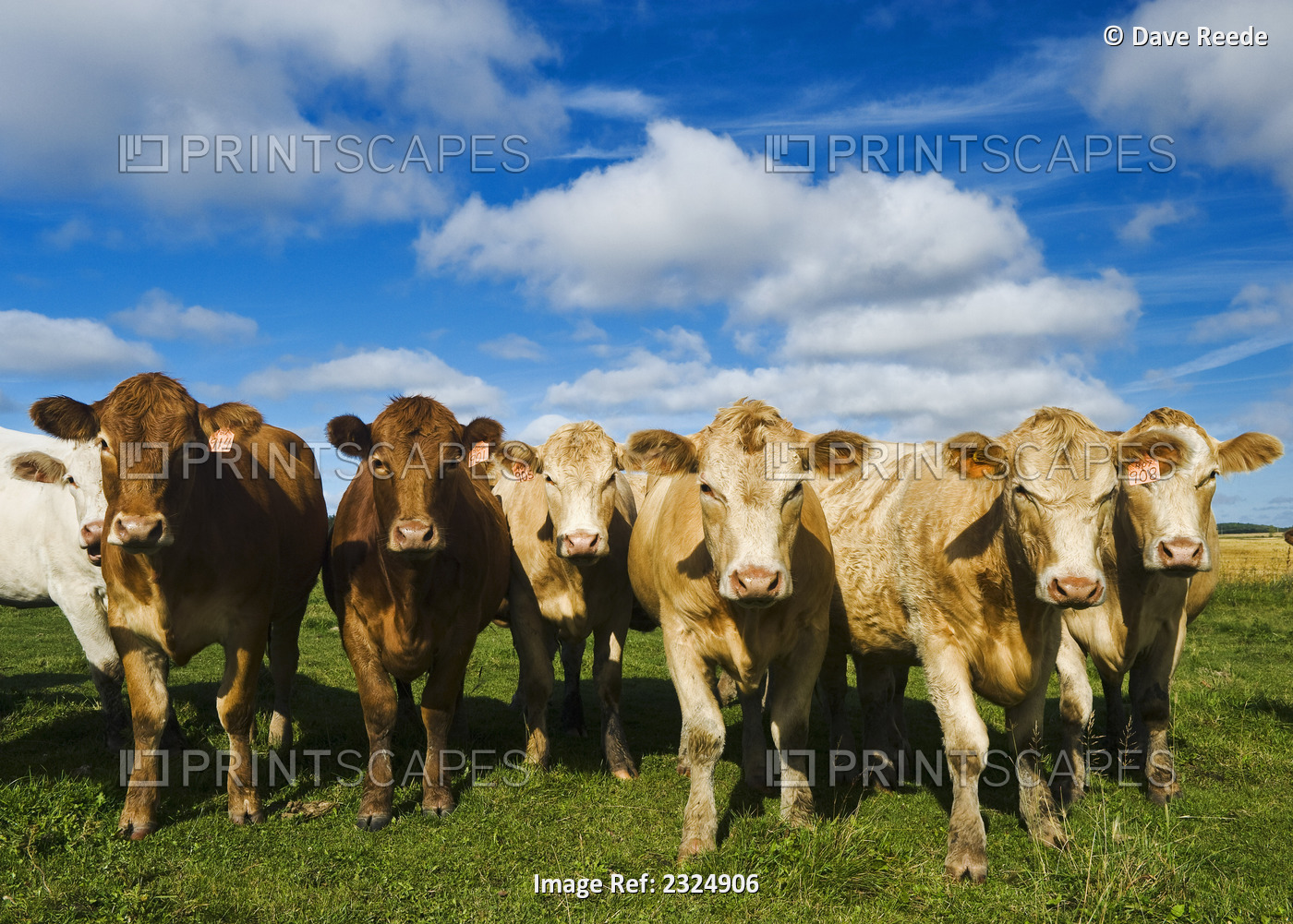Herd Of Beef Cattle; Tiger Hills, Manitoba, Canada