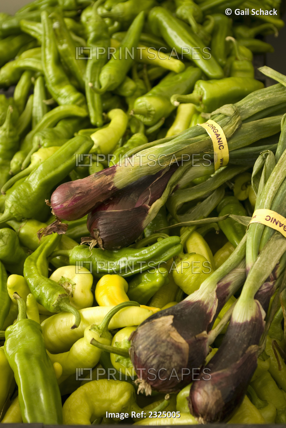 Organic Green Onions Bundled On A Pile Of Jalapeño Peppers; British Columbia, ...