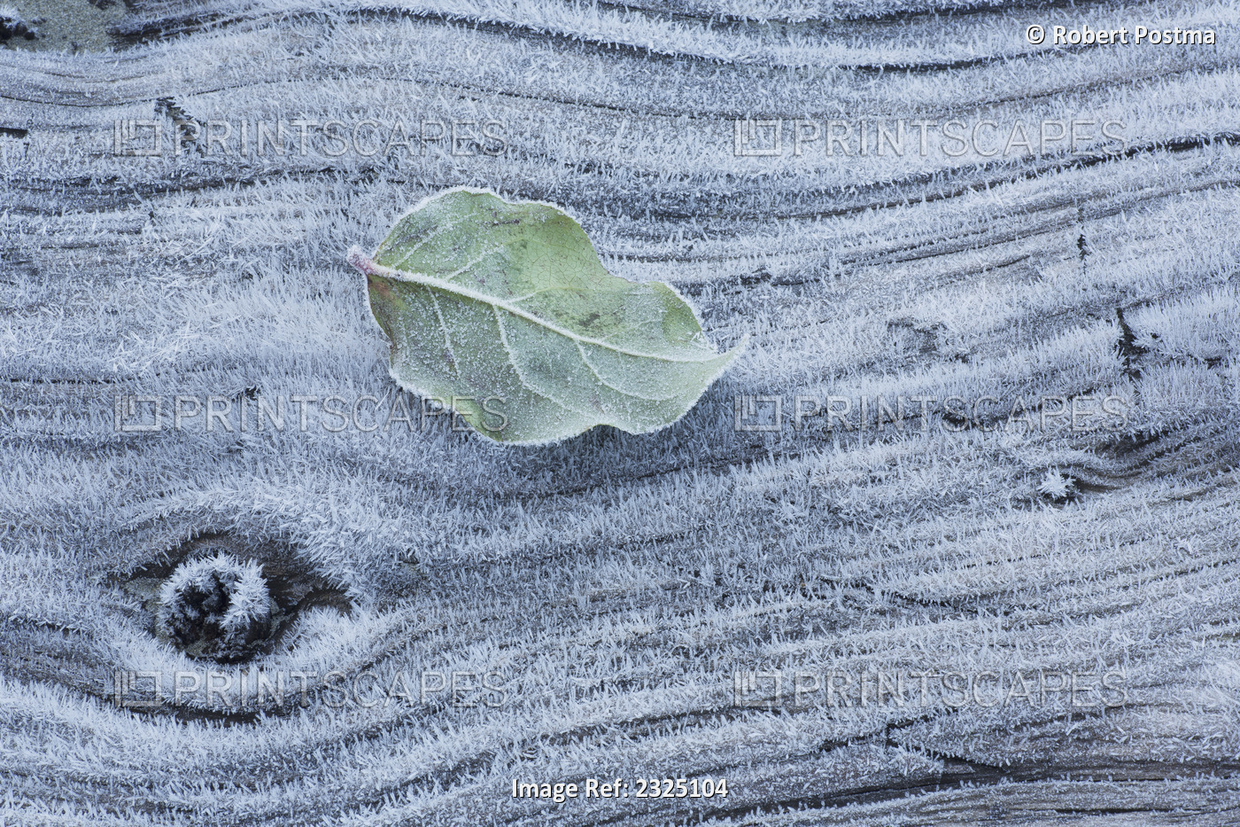 Frost covered log and leaf along mackenzie beach at sunrise;Tofino, british ...