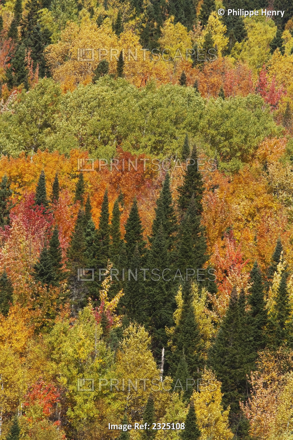 Boreal Forest In Fall Colors In Gaspesie National Park; Quebec Canada