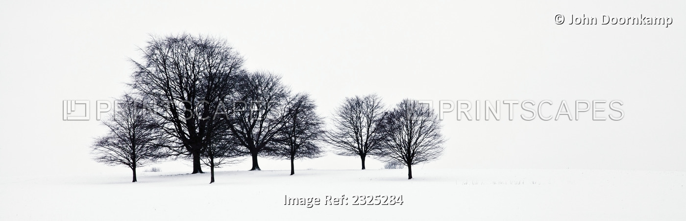 Trees in a snowy field in Chatsworth Park; Derbyshire, England