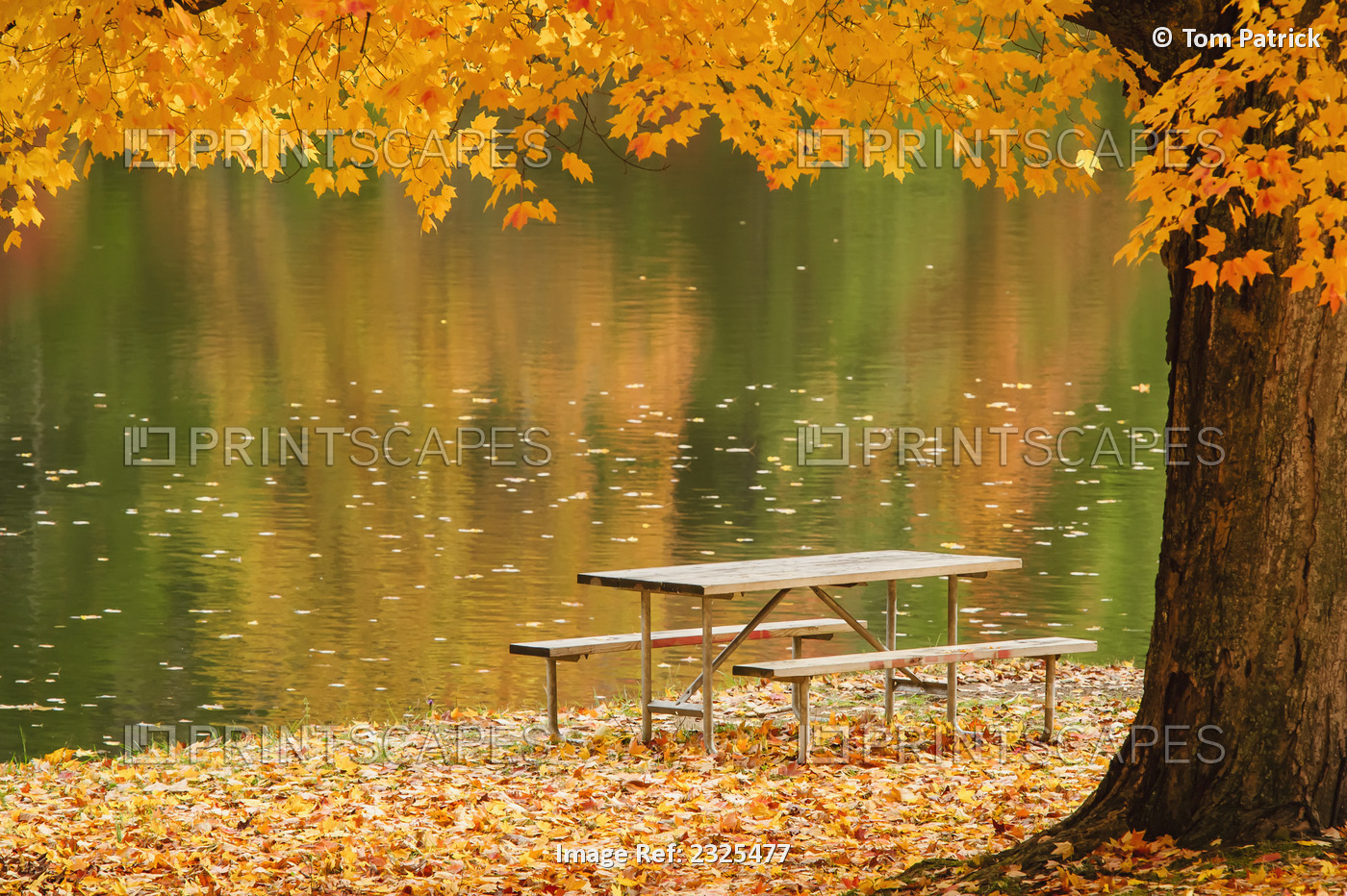 A picnic table beside a tranquil lake with golden leaves on the trees in ...
