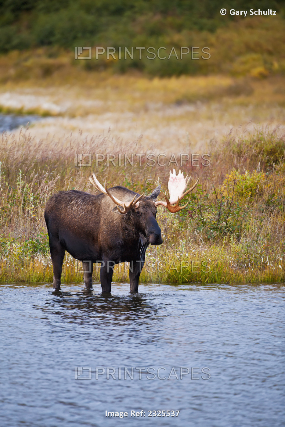 Moose (alces alces) bull standing in the tundra pond looking up from drinking ...