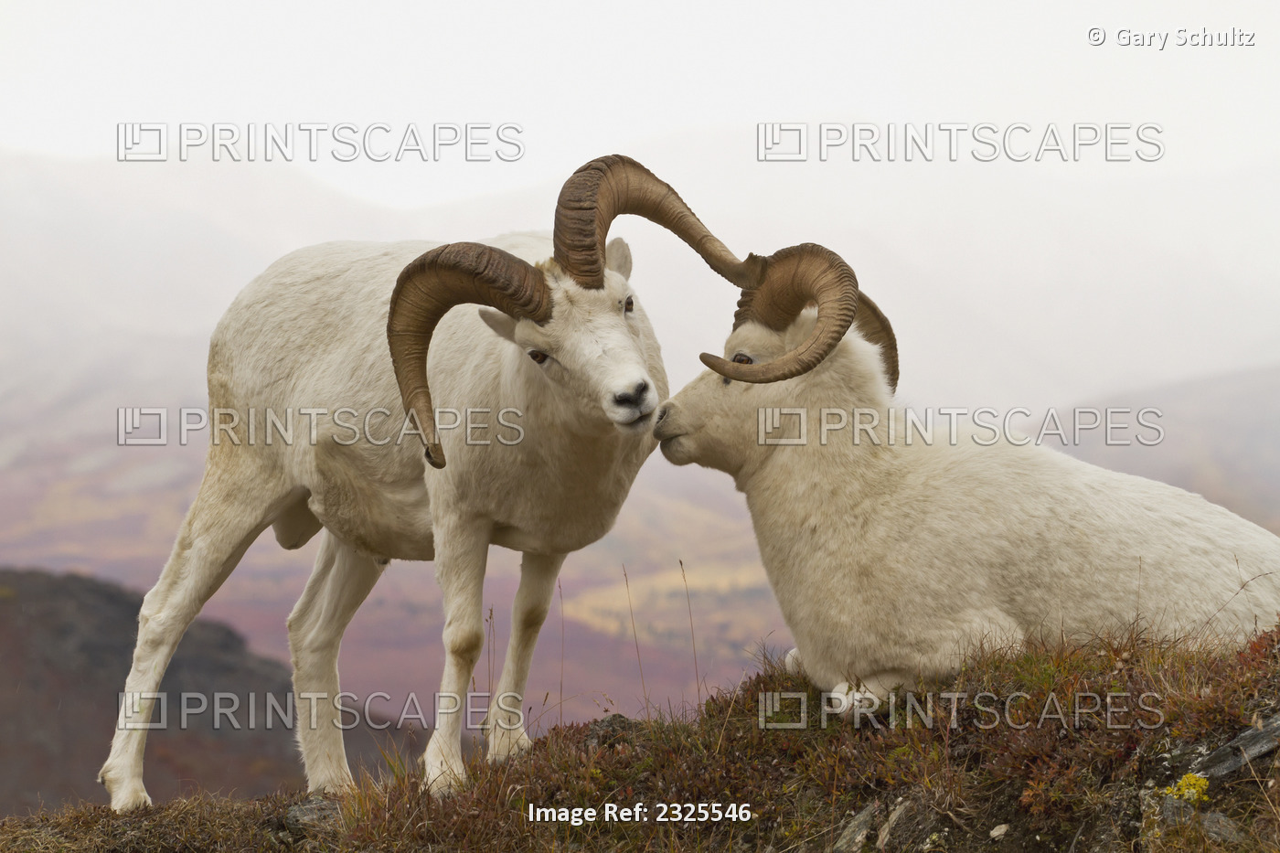 Dall's sheep (ovis dalli) ram nuzzling resting ram on rocky ridge in alpine ...