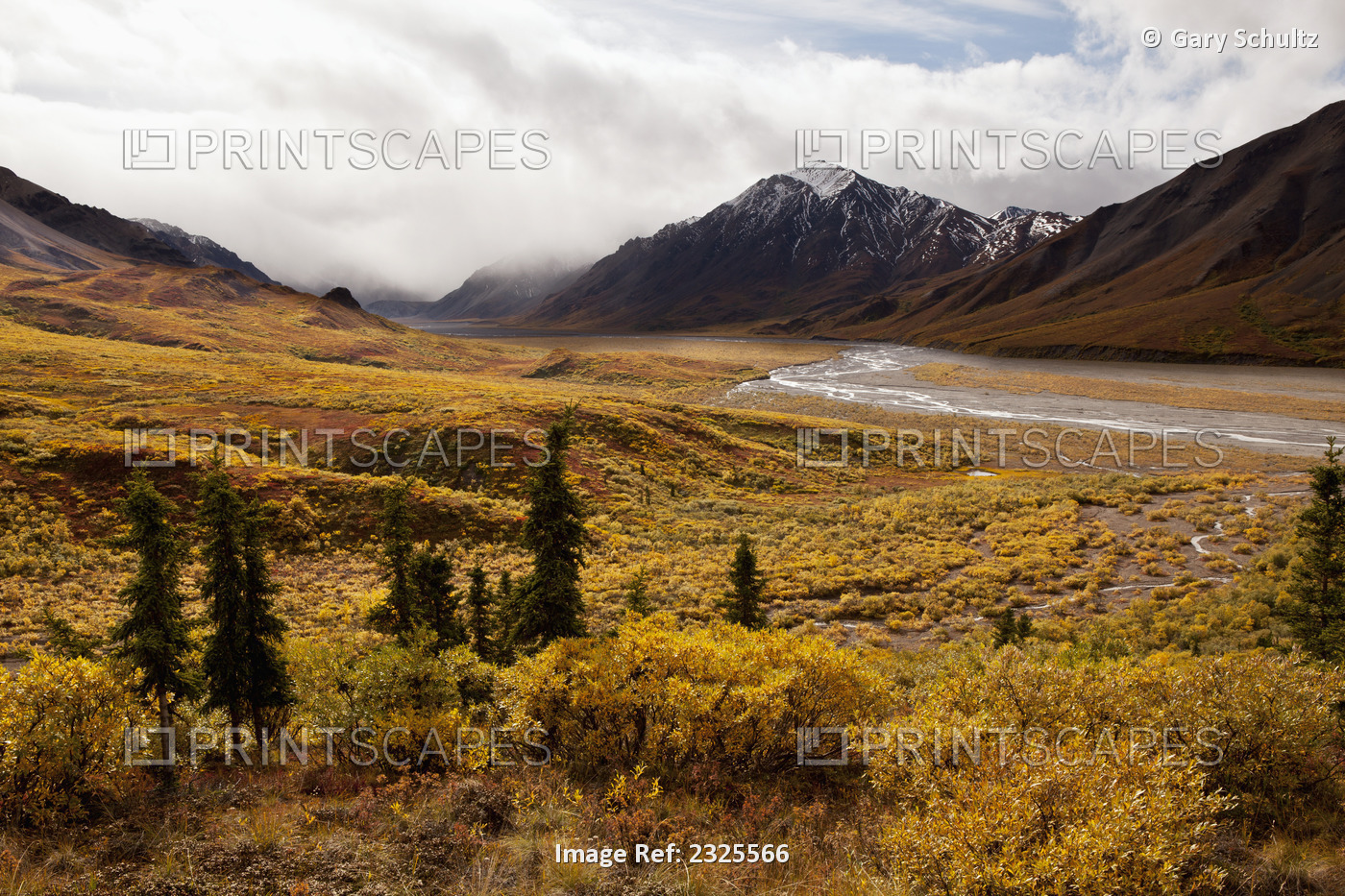 Scenic Of Golden Tundra Fall, Looking Up East Branch Of Main Fork Of Toklat ...