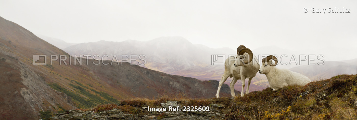 Dall Sheep (Ovis Dalli) Ram Standing Next To Resting Ram On Rocky Ridge In ...