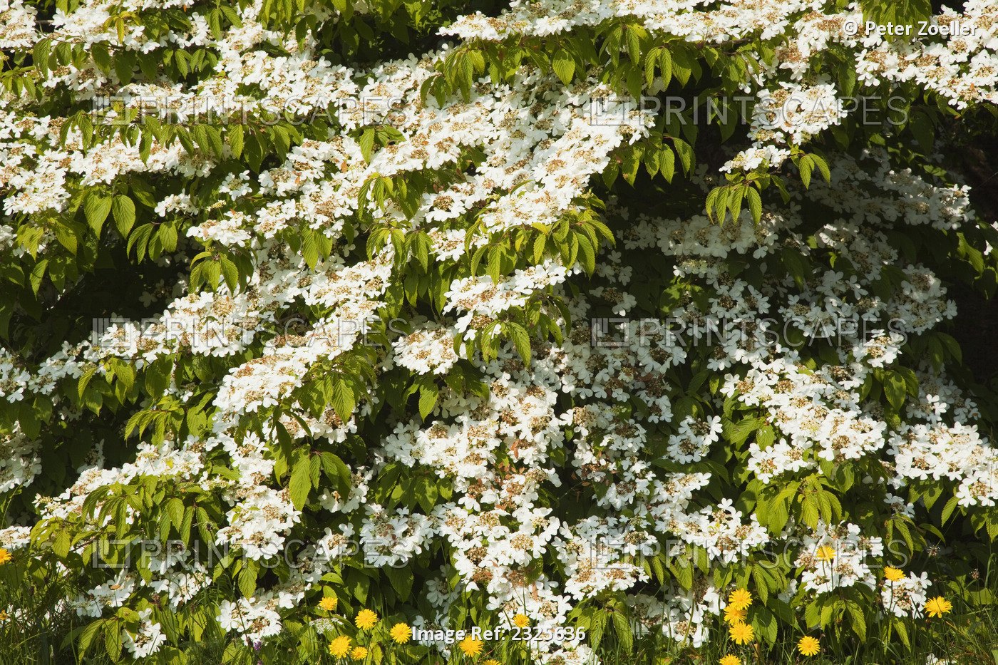 White flowers growing on a shrub at mount usher gardens; Ashford, county ...