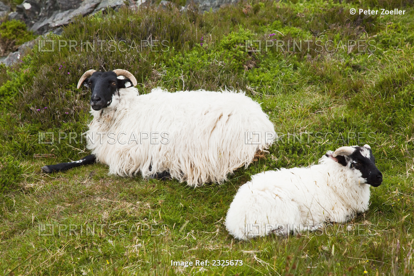 Sheep laying on the grass;Bogroad, county galway, ireland