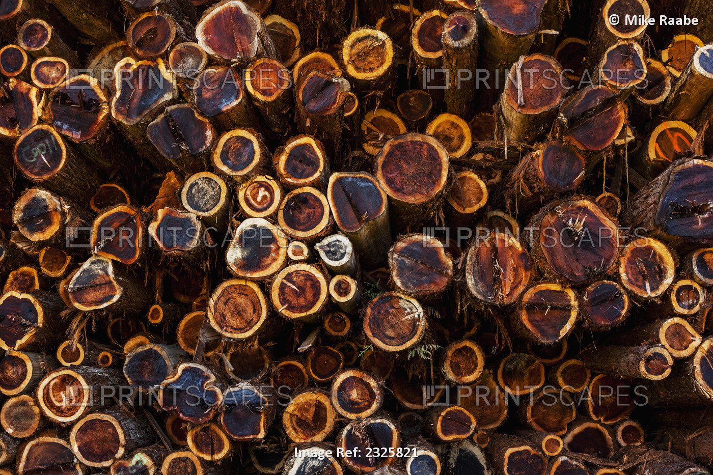 High angle view of cut tree trunks in a dense forest