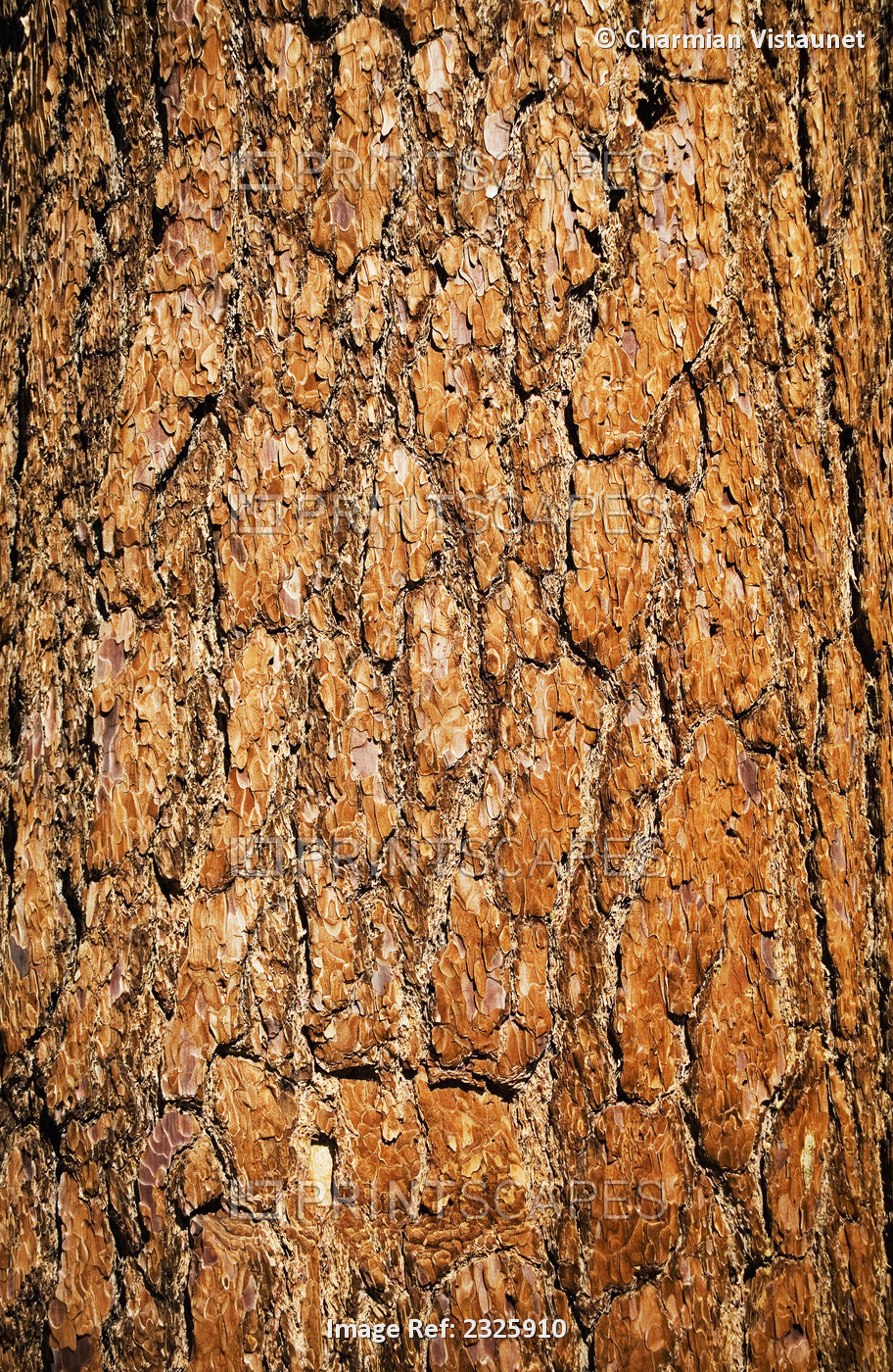 Close up of ponderosa pine tree bark in the san jacinto mountains;California, ...
