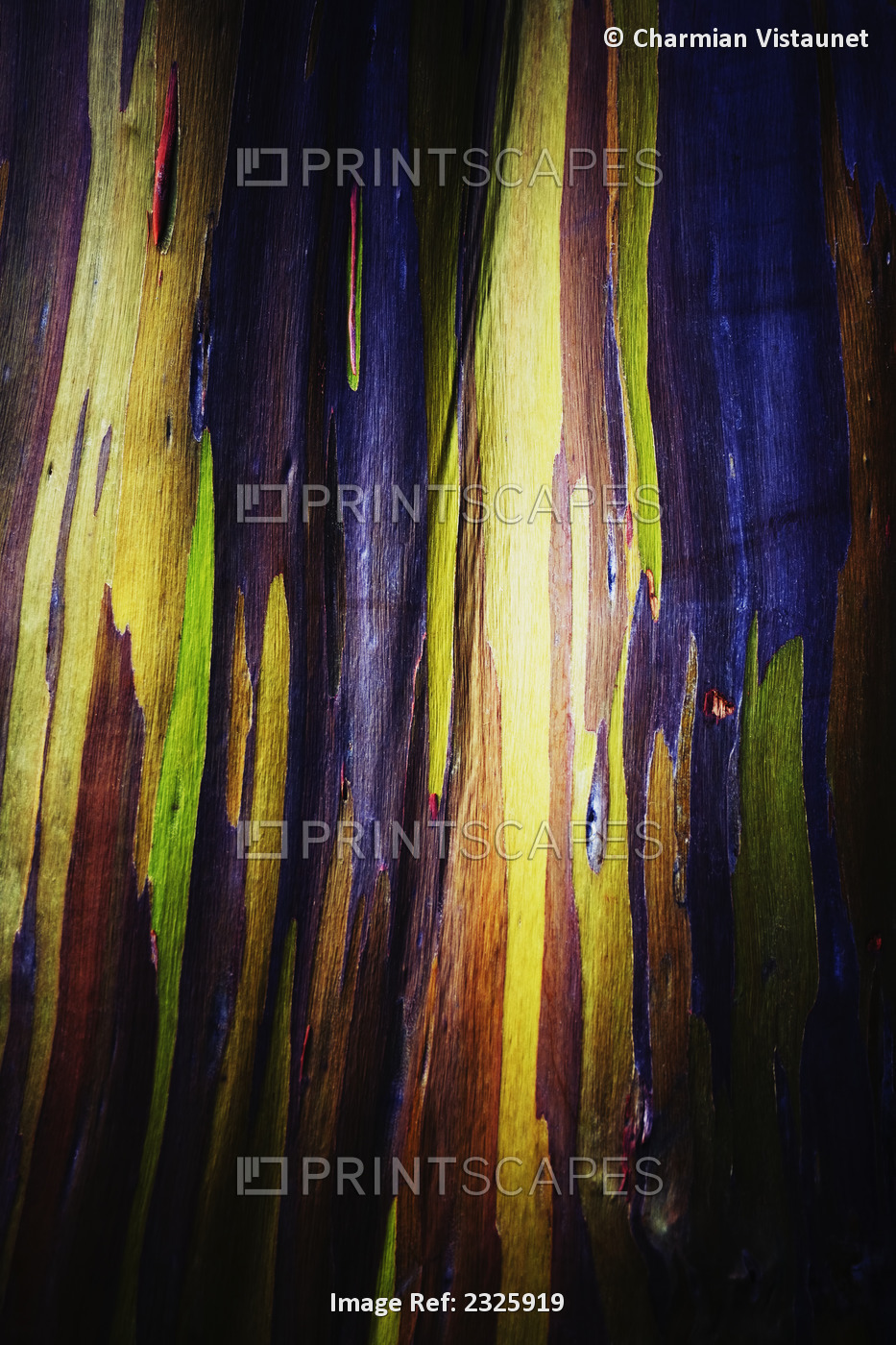 Colourful bark on the rainbow eucalyptus (eucalyptus deglupta) tree;Oahu, ...
