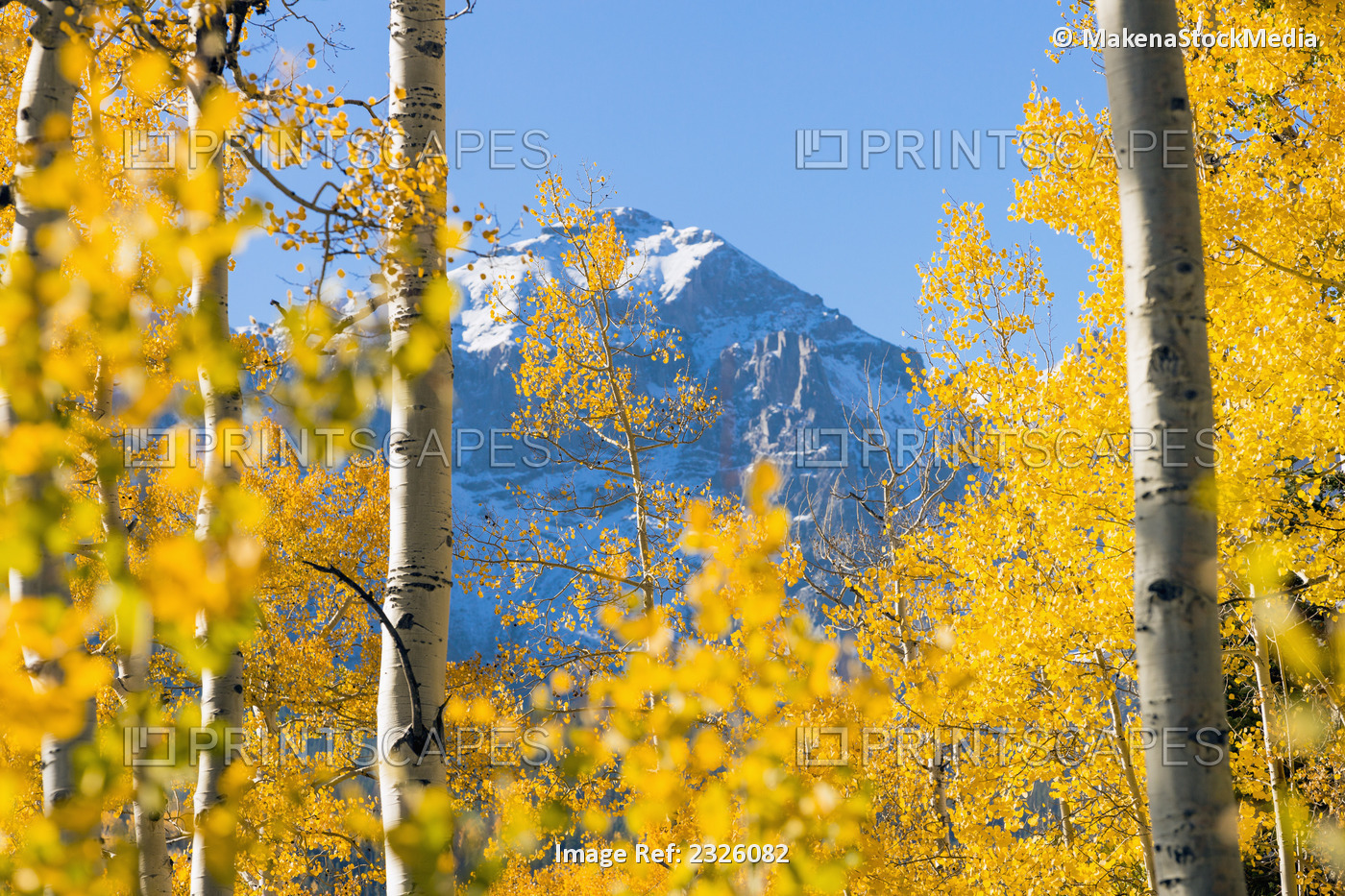 Autumn coloured aspens and dramatic snowy mountains, dallas divide; Colorado, ...