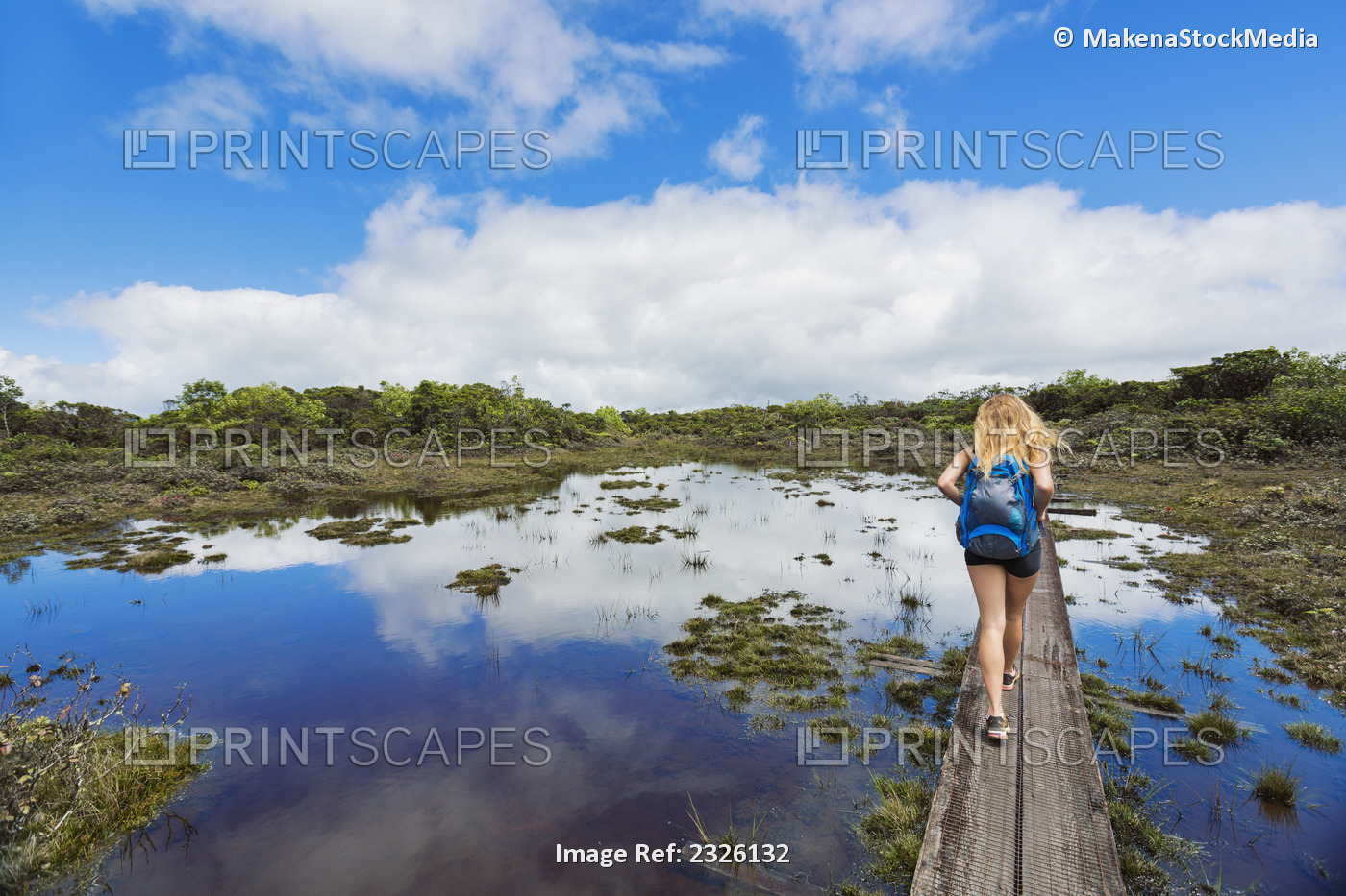 Hiker on a boardwalk through the alakai swamp; Kauai, hawaii, united states of ...