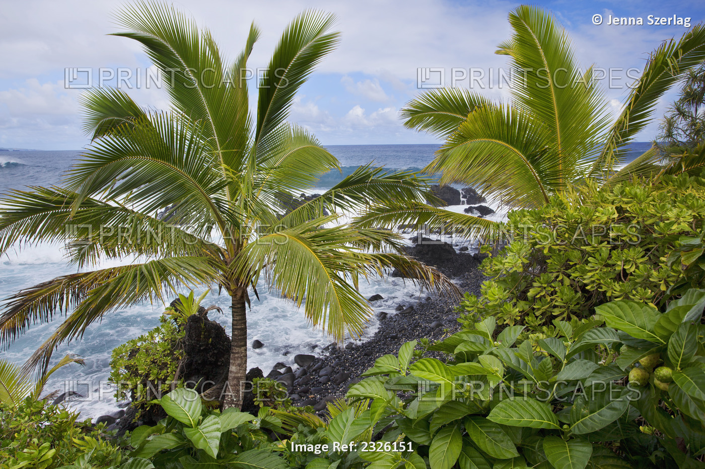 Palm trees and waves crashing into the shore along the coast; Hana, maui, ...