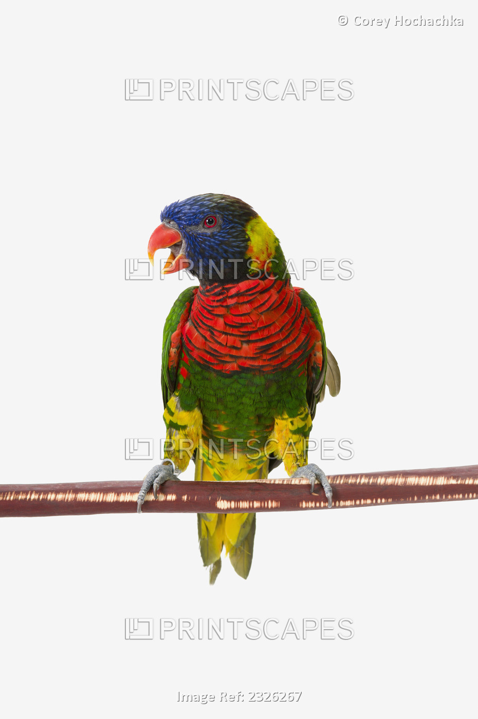 A colourful lorikeet parrot on a white background;St. albert, alberta, canada