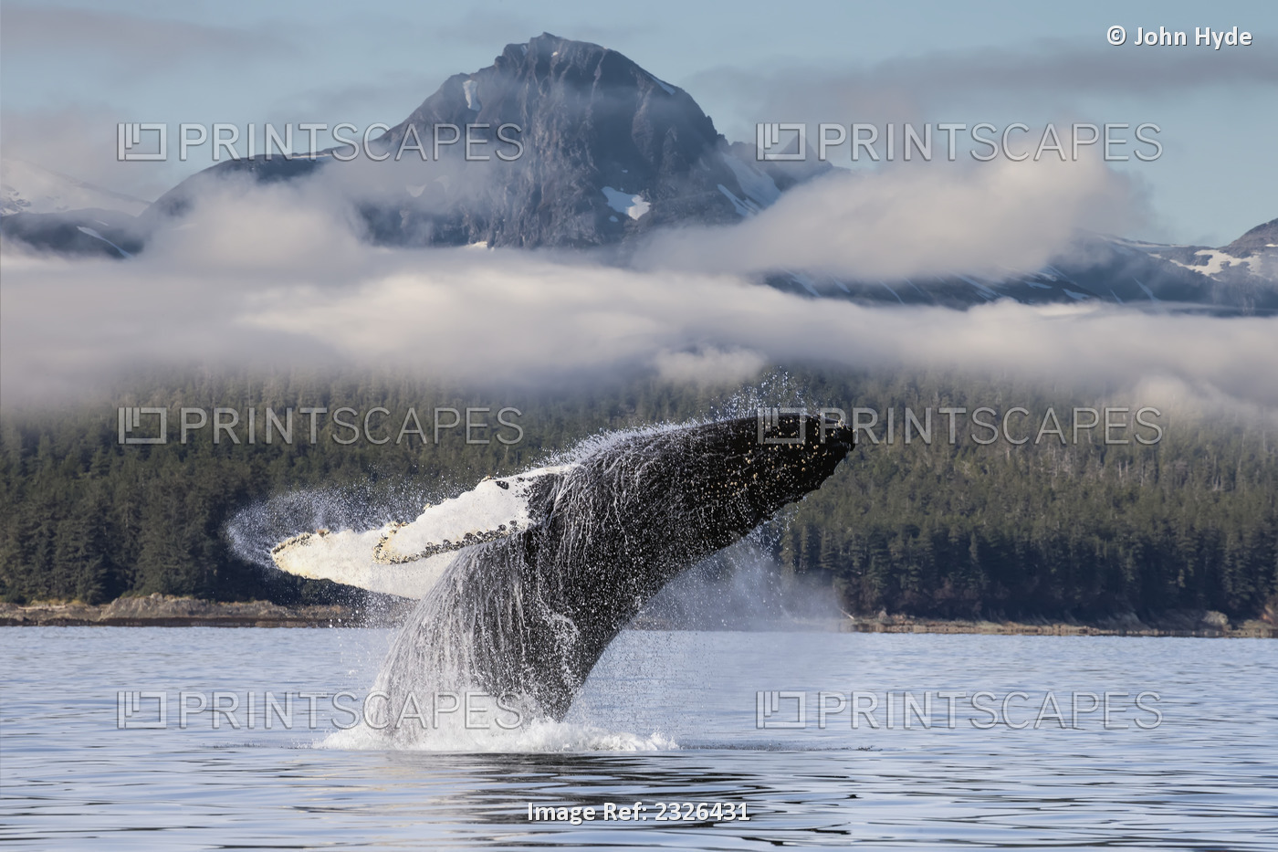 Composite, A humpback whale breaches as it leaps from the calm waters of Lynn ...
