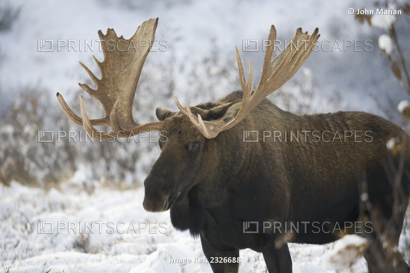 Bull moose (alces alces) in the chugach mountains;Alaska, united states of ...