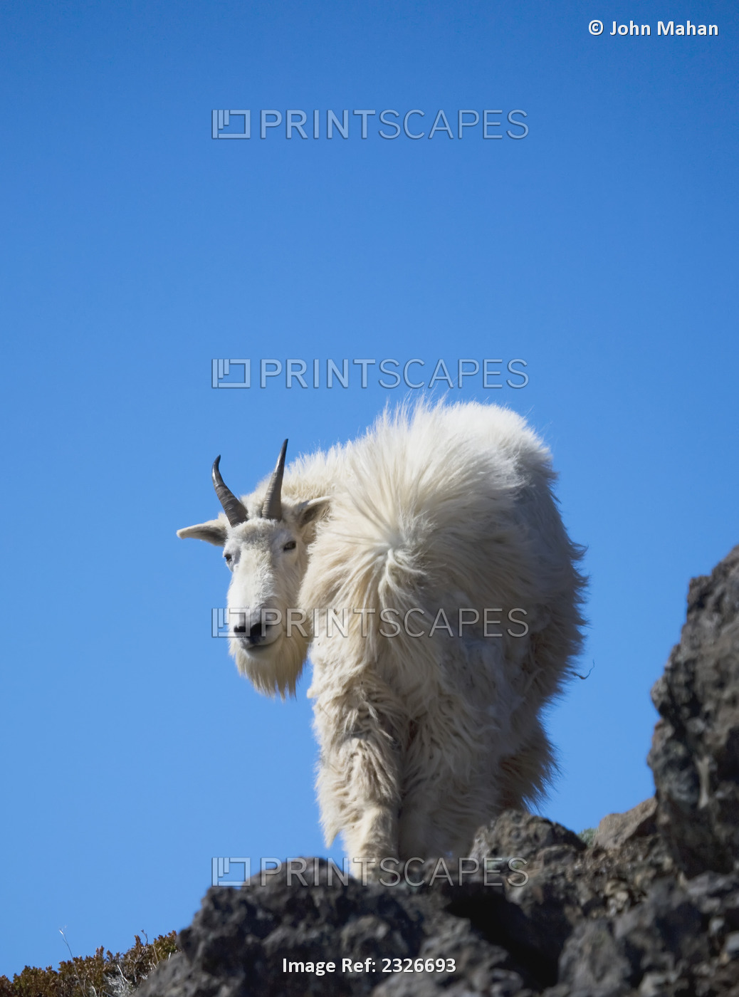 Mountain goat (oreamnos americanus) standing on a rock ridge in the wind ...