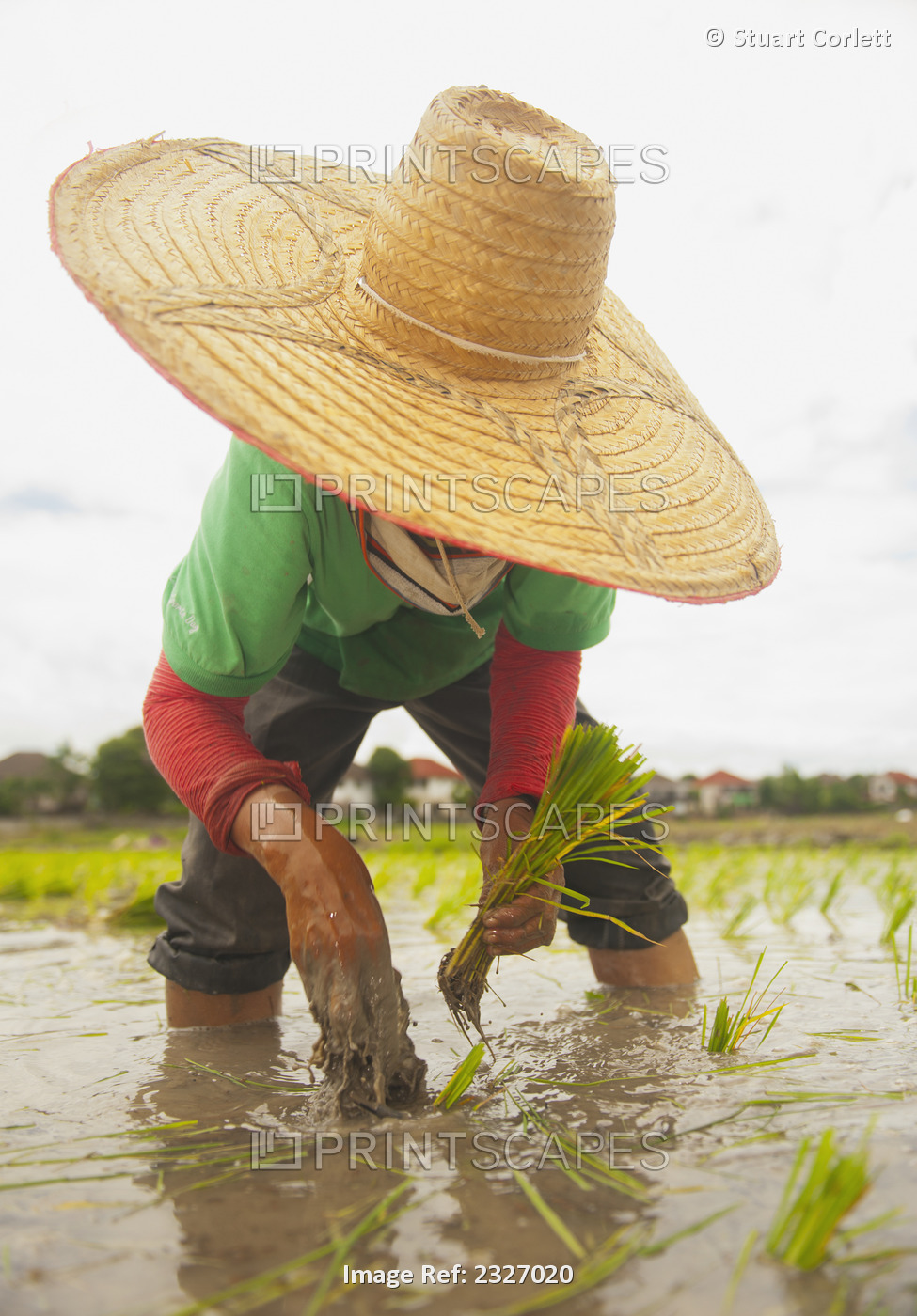 Planting new rice;Chiang mai thailand