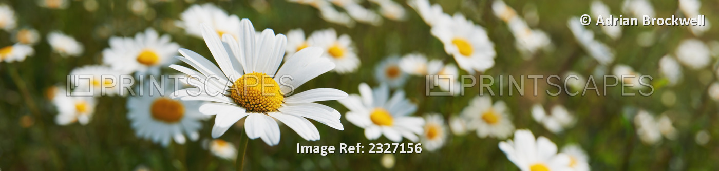 Close up of daisies in a meadow;England