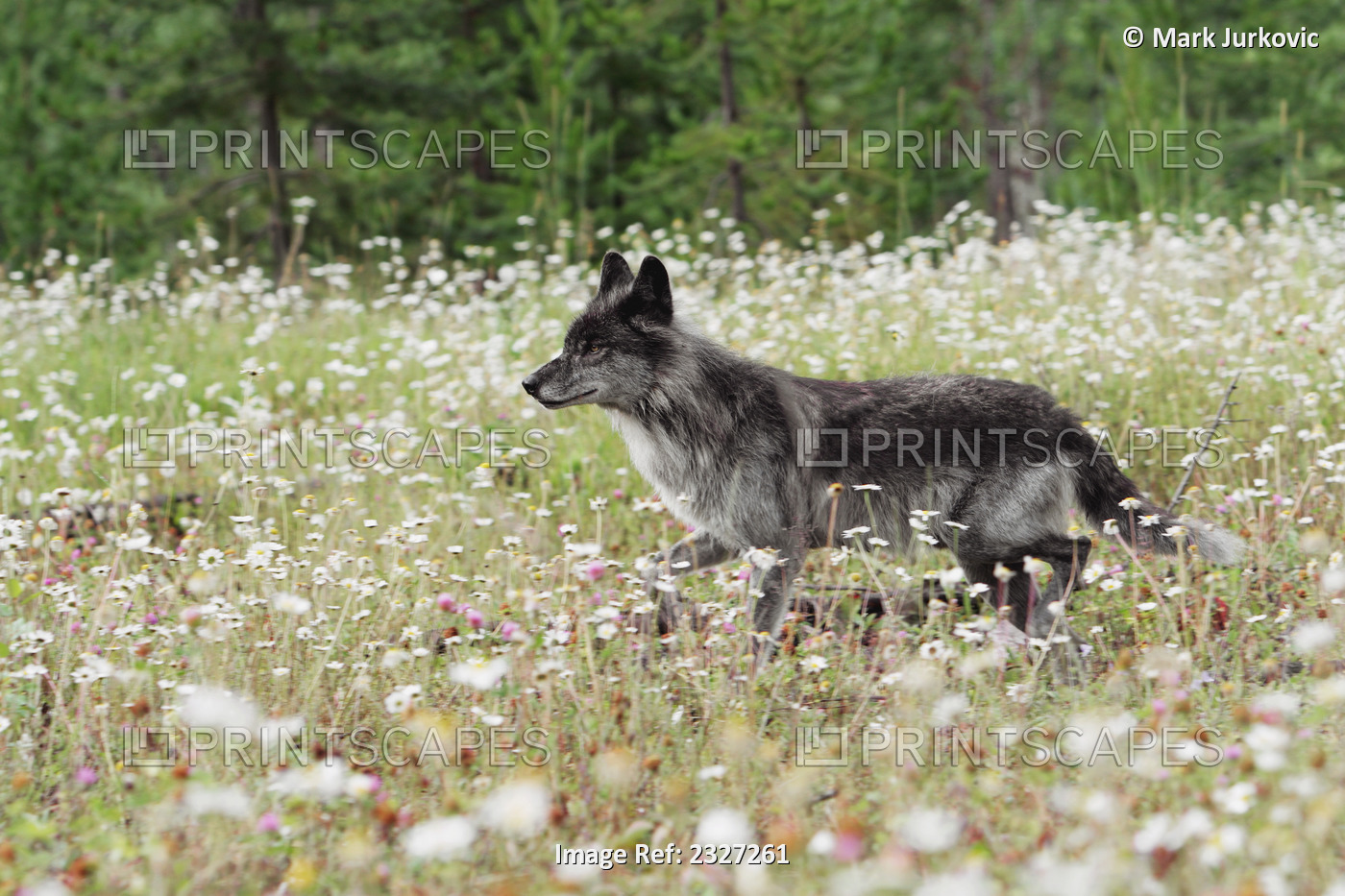 An alert gray wolf in a field of wildflowers; Golden british columbia canada