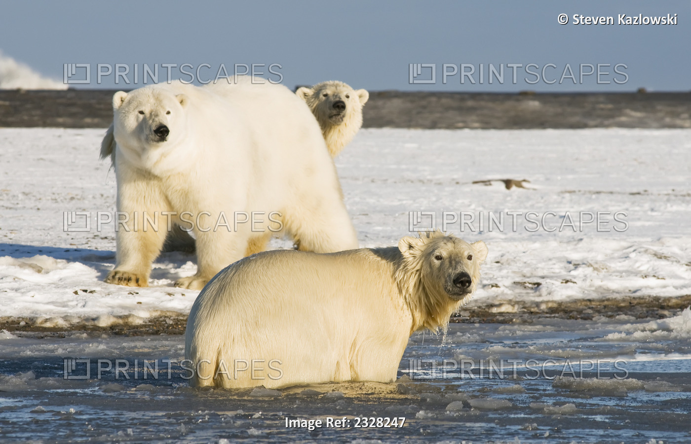 Polar Bear, Ursus Maritimus, Sow With 2-3 Year Old Cub Along Bernard Spit ...
