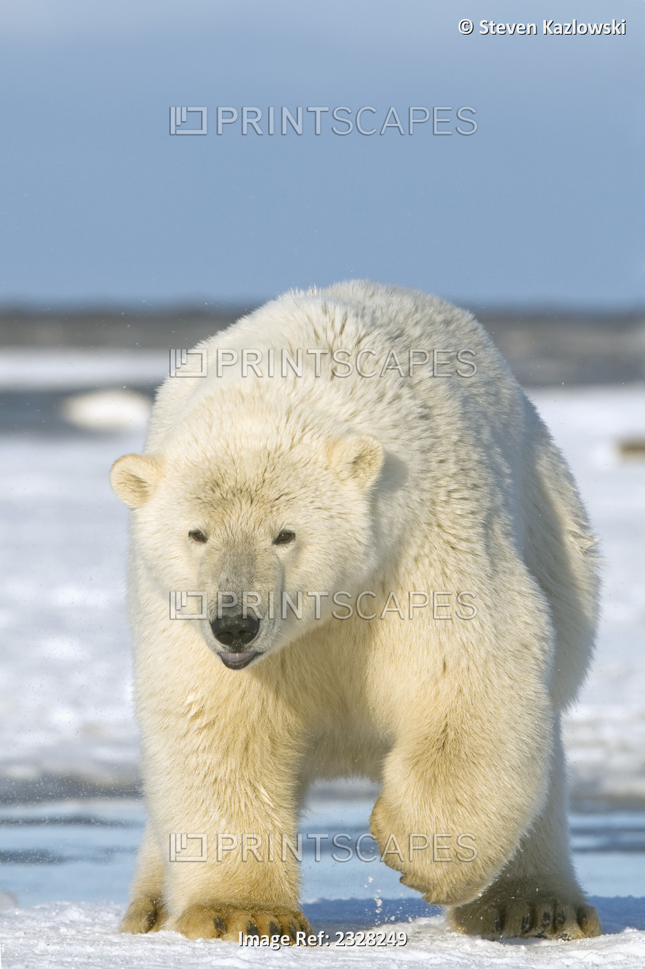 Polar Bear, Ursus Maritimus, Subadult On Newly Formed Pack Ice, Along Bernard ...