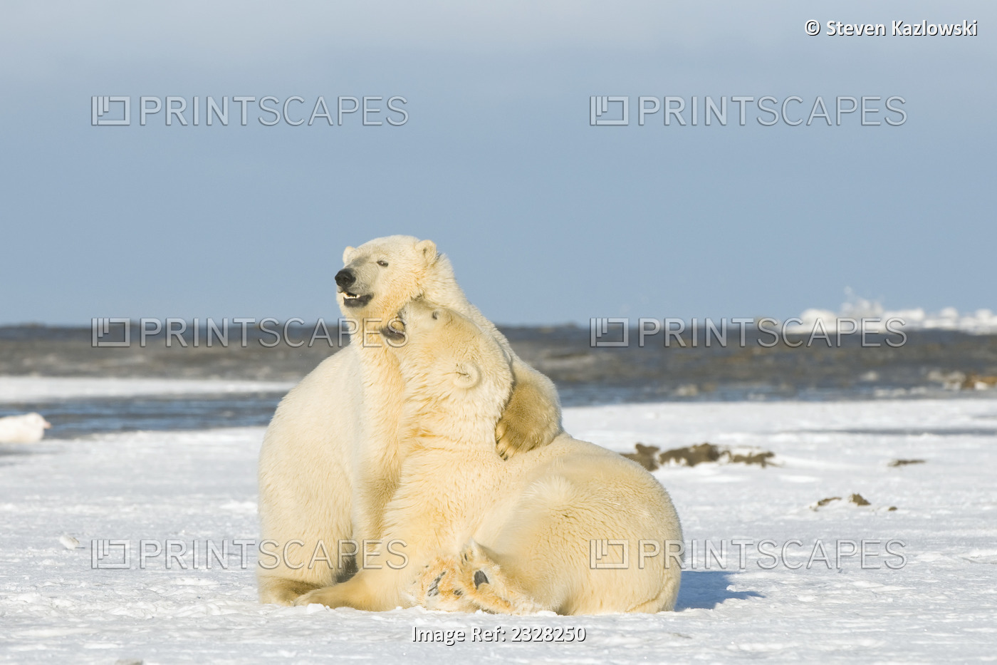 Polar Bear, Ursus Maritimus, Pair Of Subadults Engage In Play Along The Arctic ...
