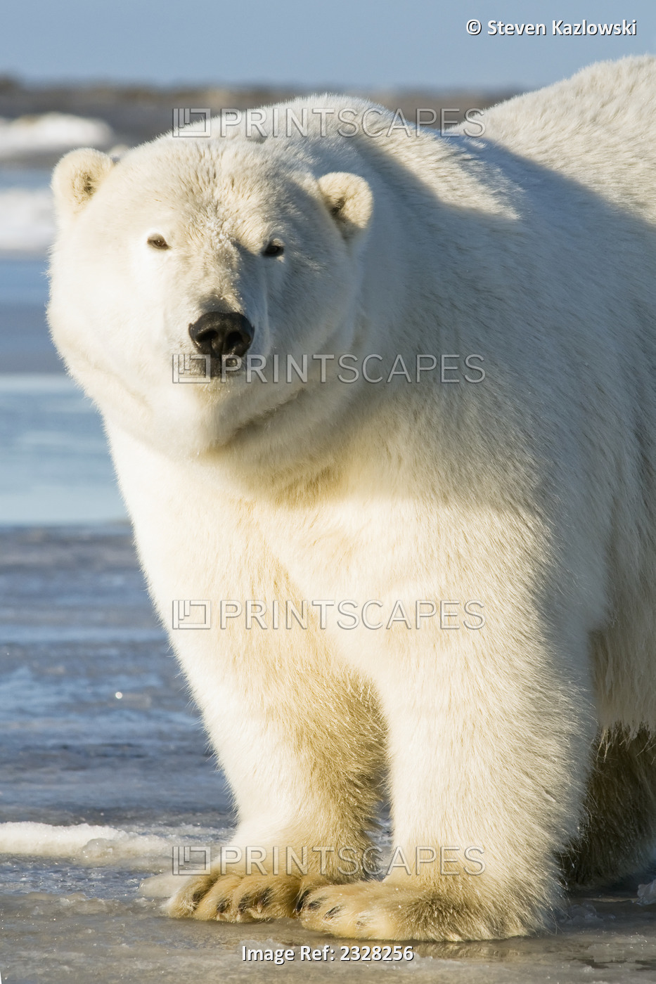 Polar Bear, Ursus Maritimus, Sow On Newly Formed Pack Ice, Along Bernard Spit ...