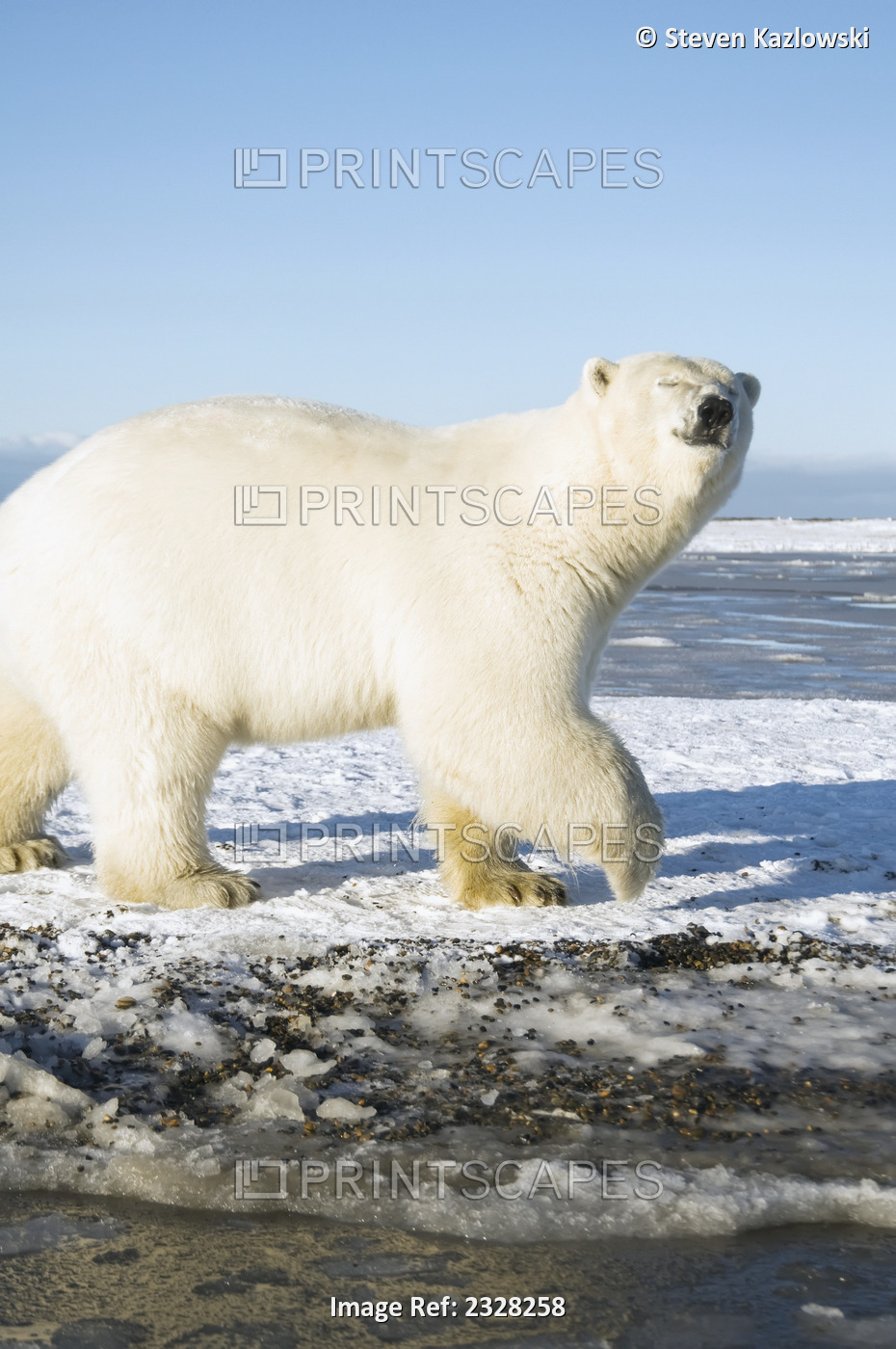 Polar Bear, Ursus Maritimus, Curious Sow Walking Along Bernard Spit During Fall ...