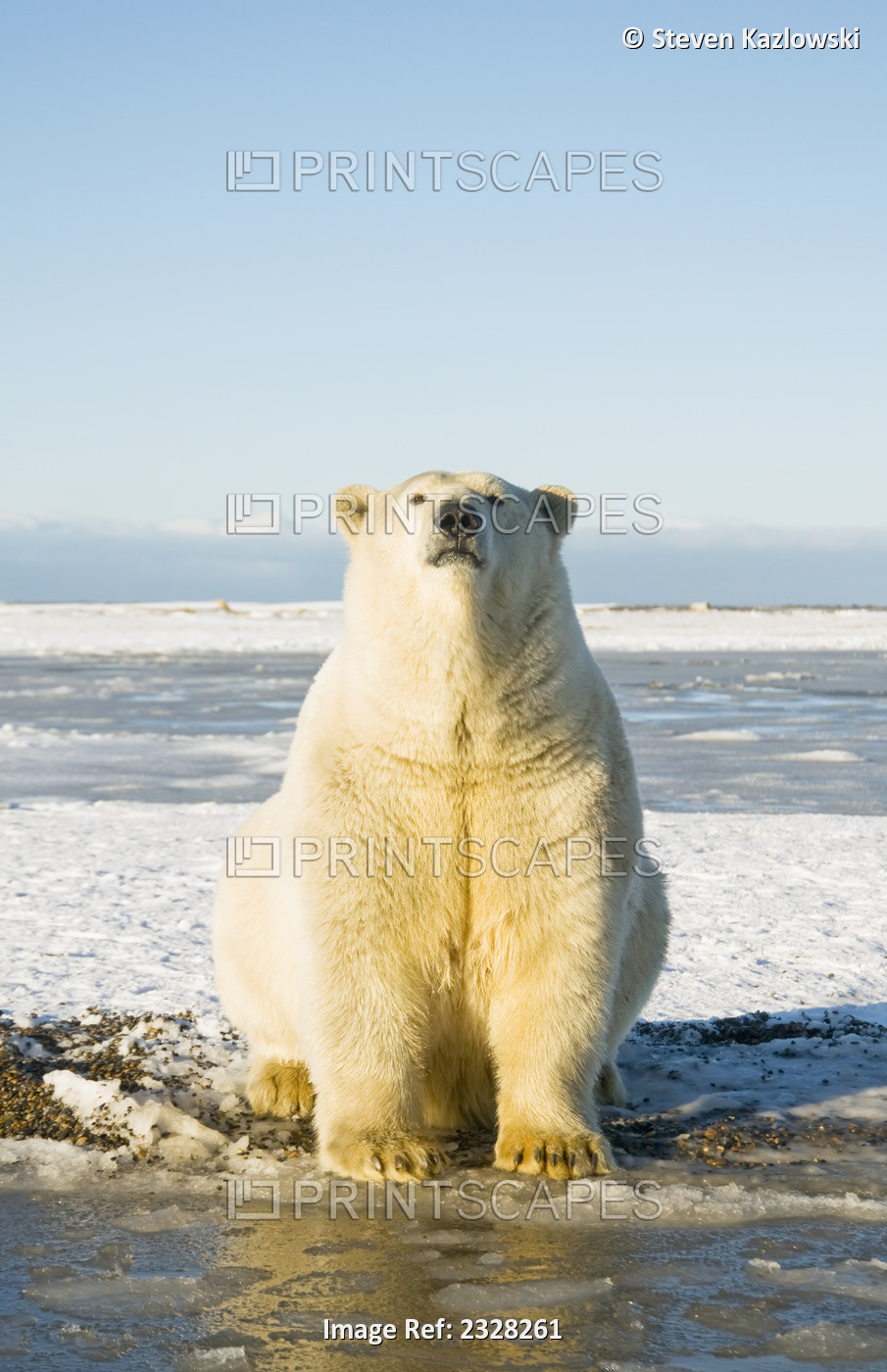 Polar Bear, Ursus Maritimus, Profile Of A Sow Sitting Along Bernard Spit During ...