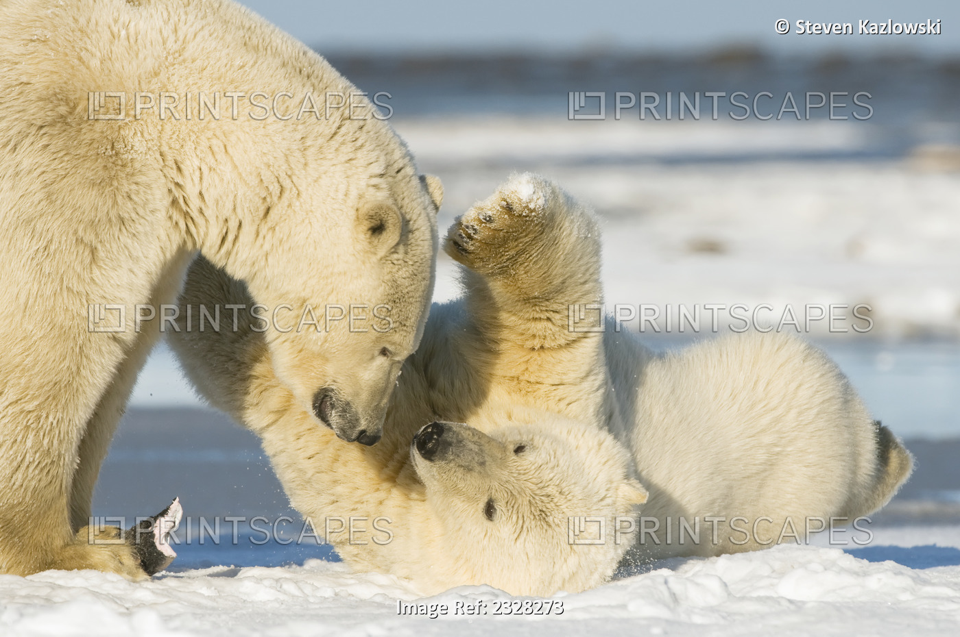 Polar Bear, Ursus Maritimus, Cub Tries To Engage Its Mother In Play, On Newly ...