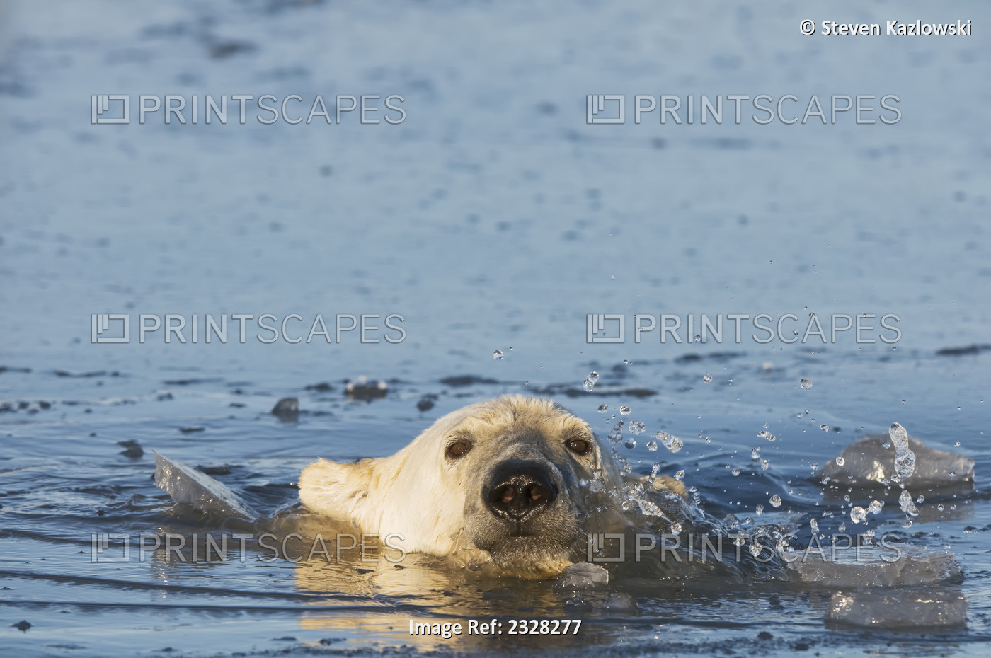 Polar Bear, Ursus Maritimus, Young Bear In Slushy Icy Water During Fall Freeze ...