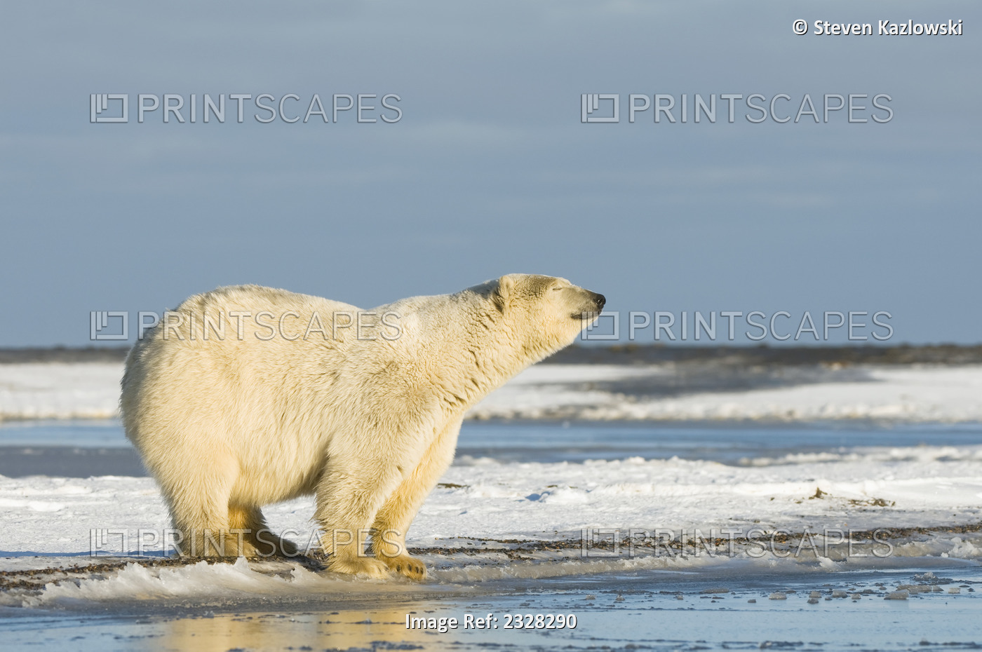 Polar Bear, Ursus Maritimus, Sow Along Bernard Spit During Fall Freeze Up ...