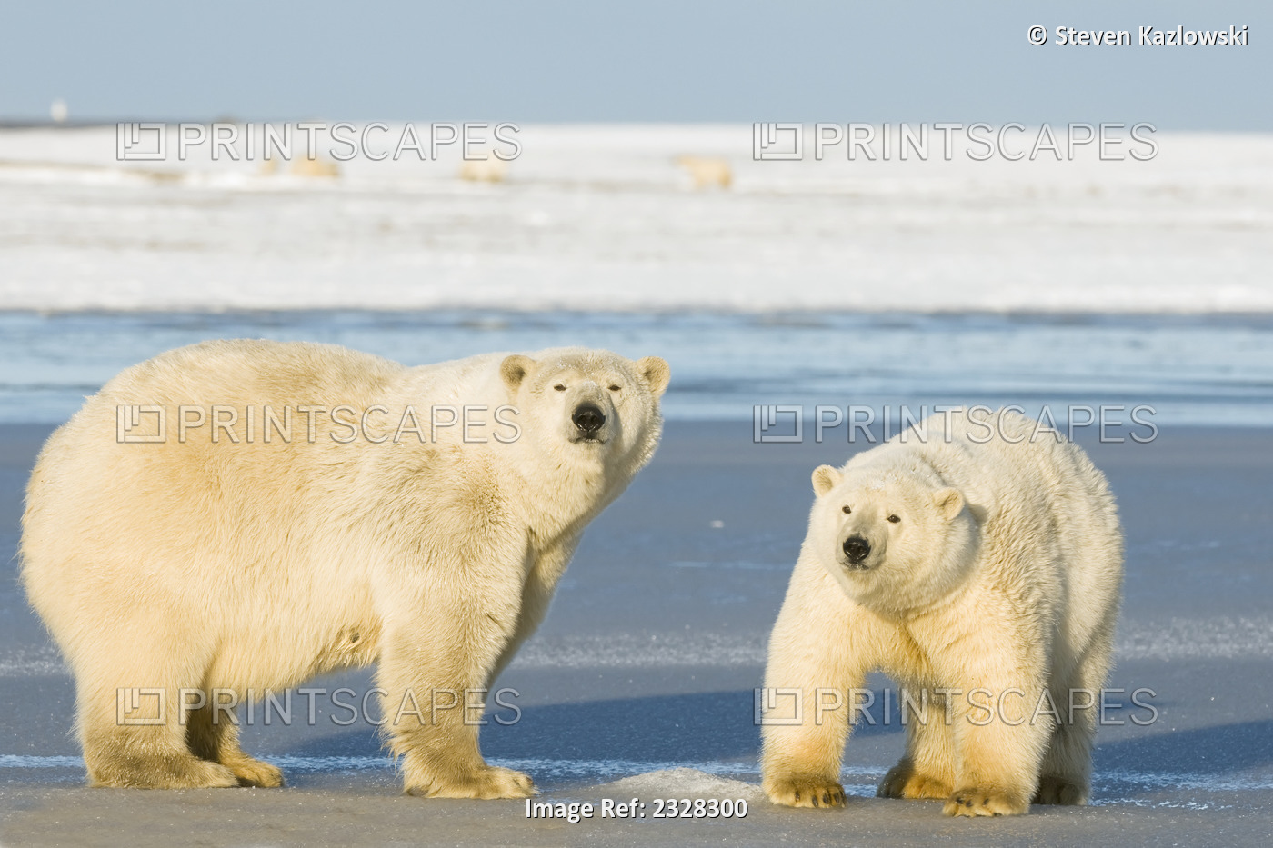Polar Bear, Ursus Maritimus, Sow And Cub On Newly Formed Pack Ice During Fall ...