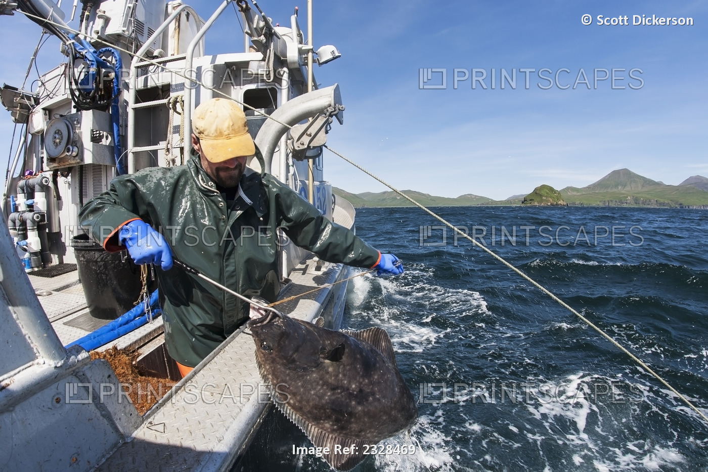 Gaffing Halibut To Bring Aboard During Commercial Longline Fishing, Southwest ...