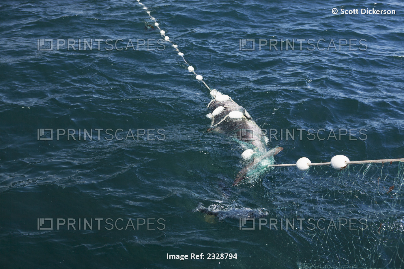 A Salmon Shark Caught While Salmon Fishing In The Alaska Department Of Fish And ...