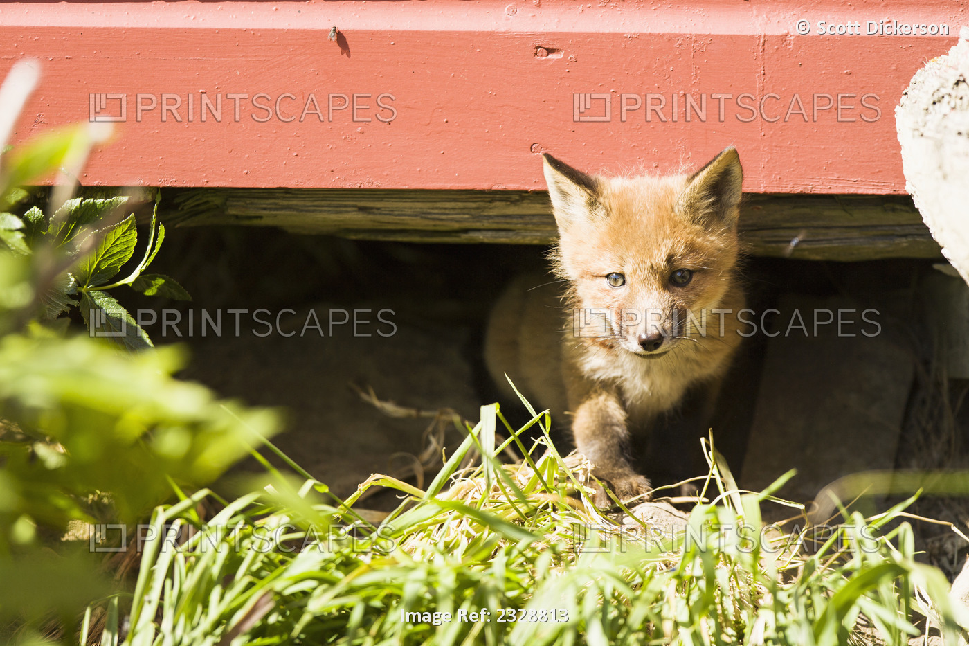 A Juvenile Red Fox (Vulpes Vulpes) Peaking Out From Beneath An Outbuilding At A ...