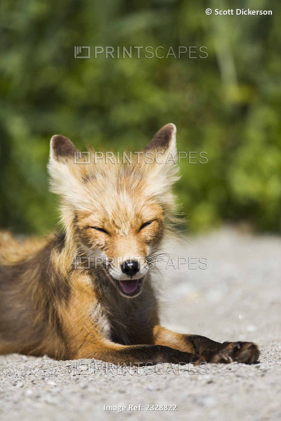 A Red Fox (Vulpes Vulpes) On The Beach; False Pass, Southwest Alaska, United ...
