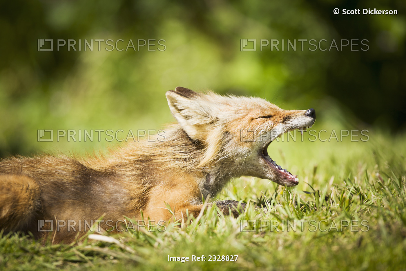 A Red Fox (Vulpes Vulpes) Yawning, Alaska Peninsula, Near False Pass; Southwest ...