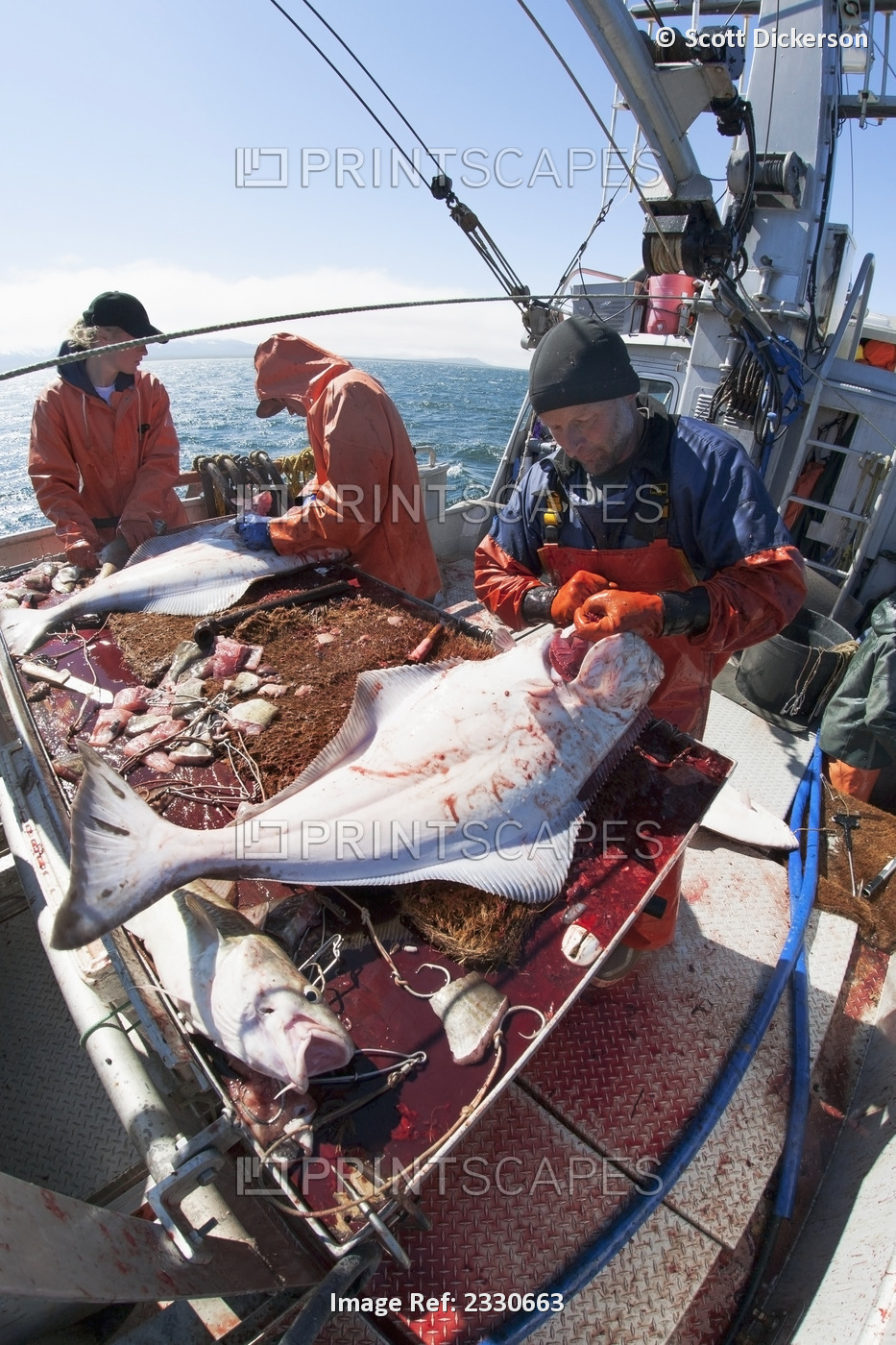 Gutting Halibut While Commercial Longline Fishing Near Cold Bay, Southwest ...