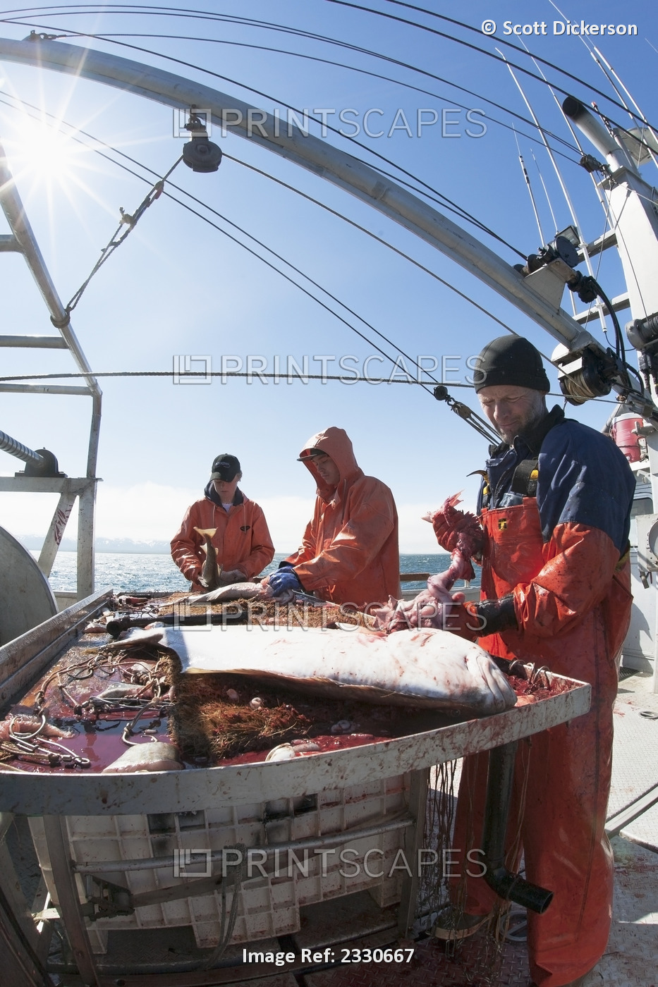Gutting Halibut While Commercial Longline Fishing Near Cold Bay, Southwest ...