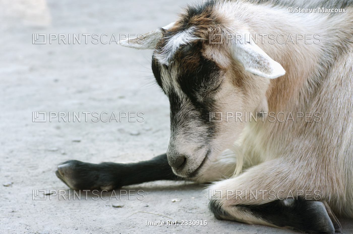 A goat at the granby zoo; Granby quebec canada