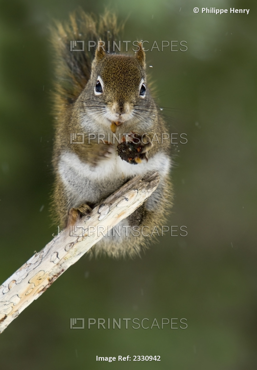 Red squirrel (tamiasciurus hudsonicus) eating a spruce cone gaspesie national ...