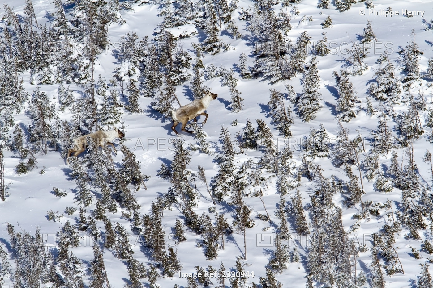 Two caribou (rangifer tarandus caribou) running in the highland of mount albert ...