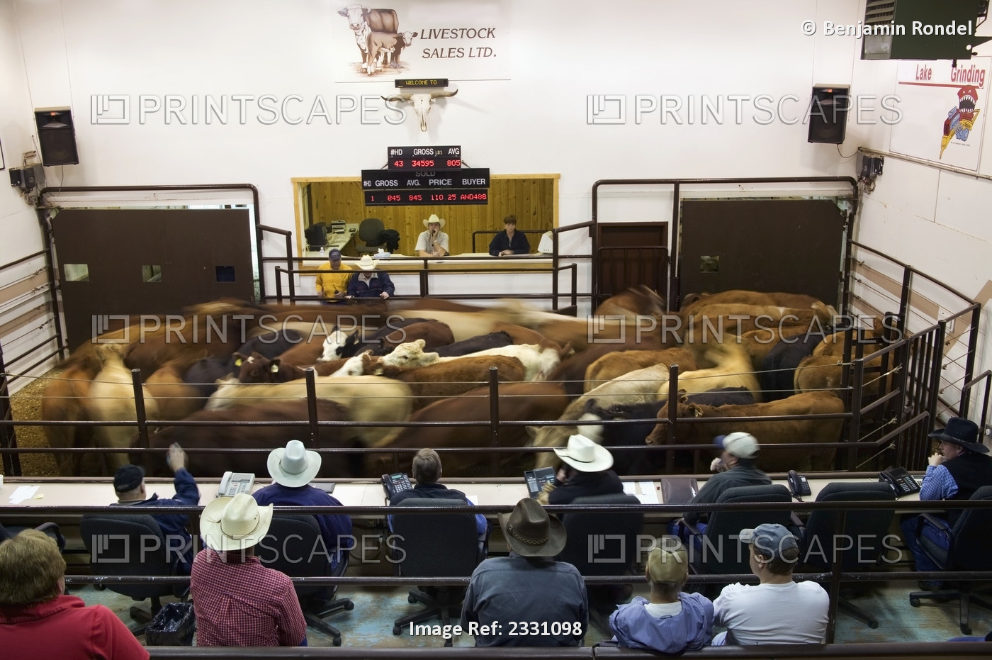 A Cattle Auction; Saskatoon Saskatchewan Canada